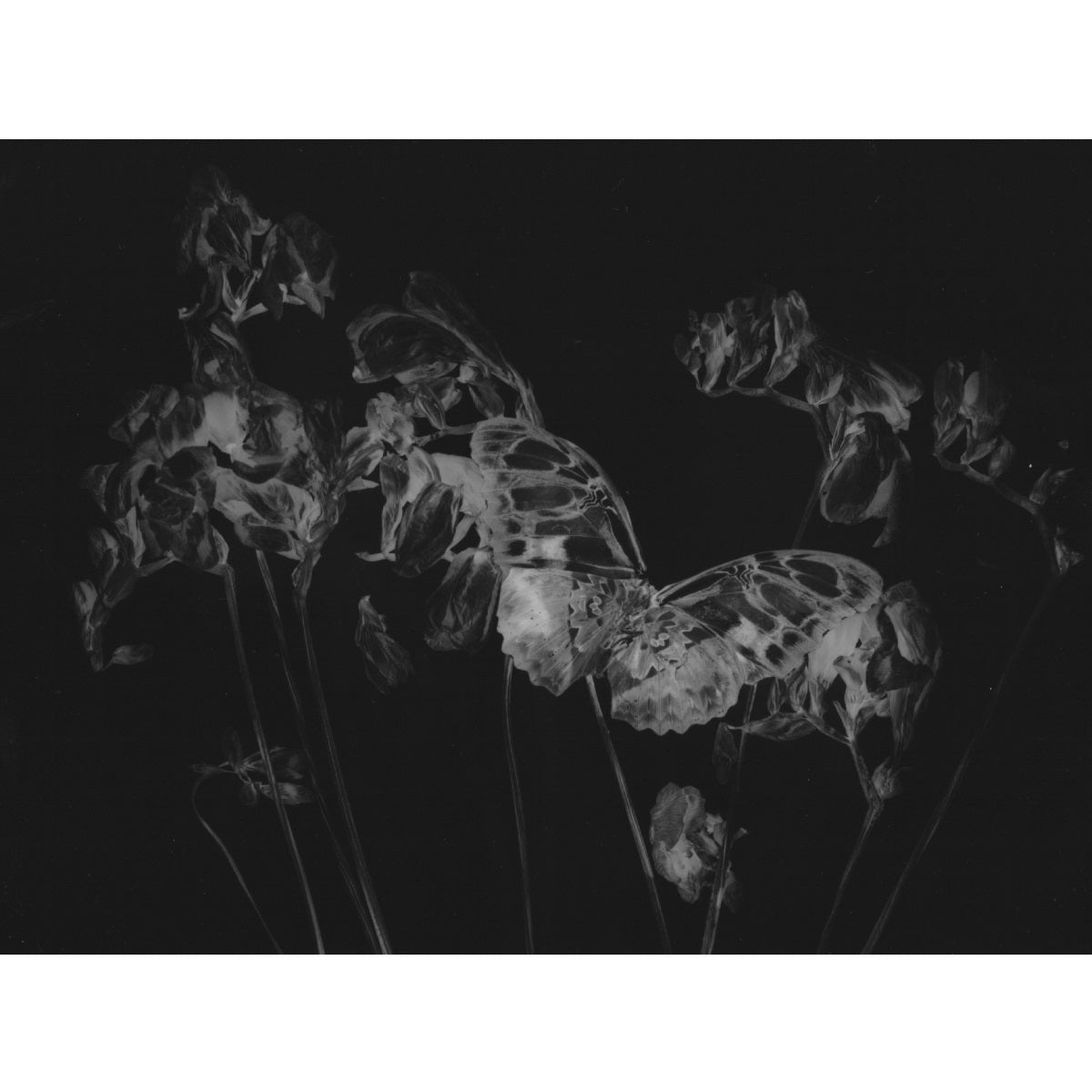 Chimera - Objectograph