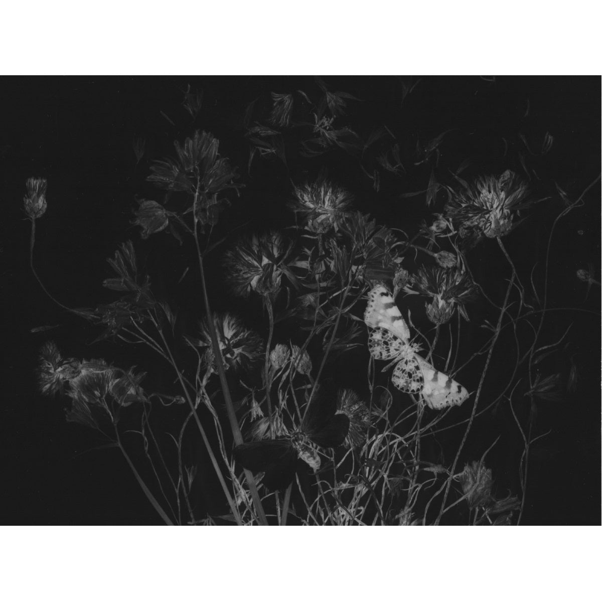 Chimera - Objectograph