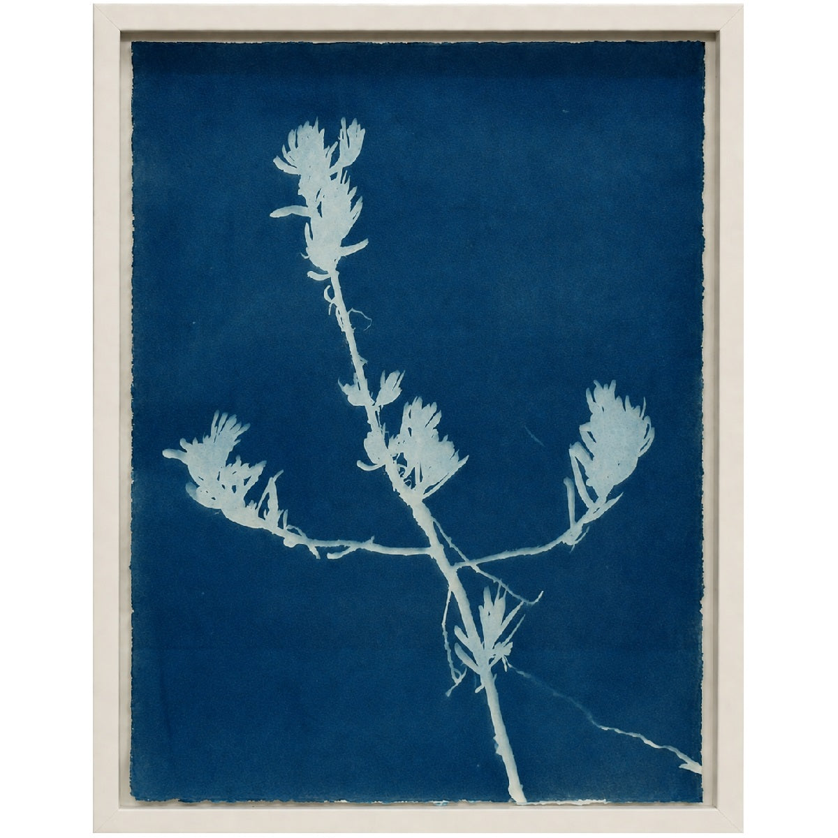 Lagoon specimen - cyanotype