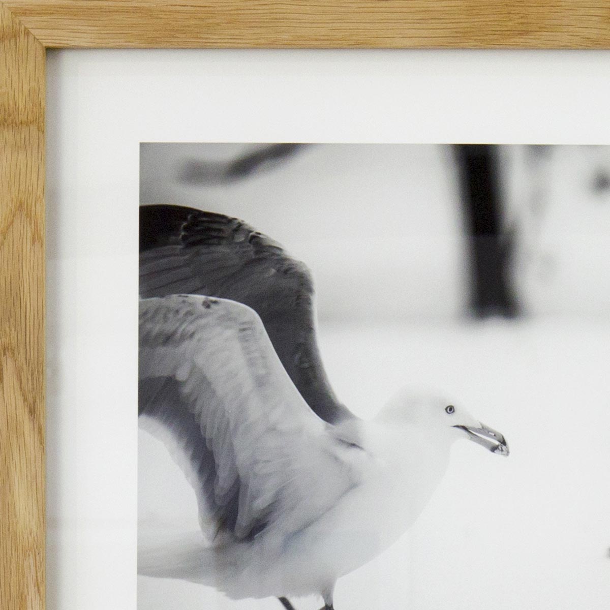 Adult Herring Gulls in Snow