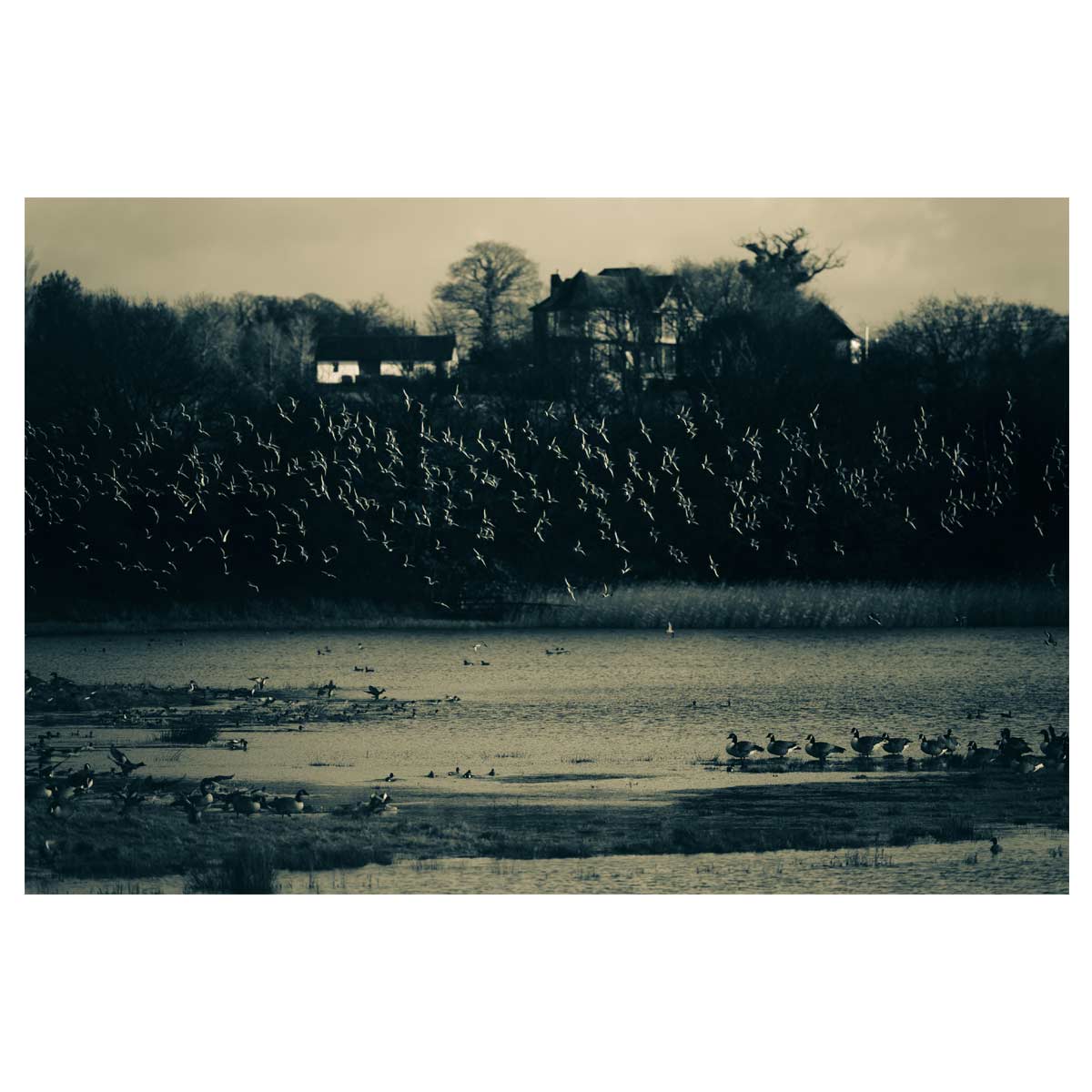 Blacktailed Godwits in Flight