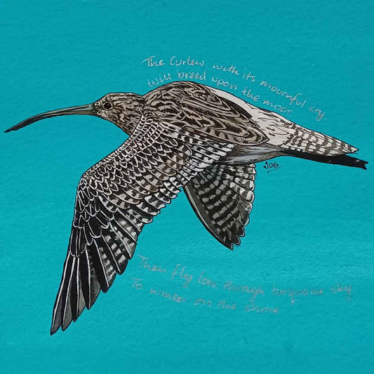 Blue Curlew