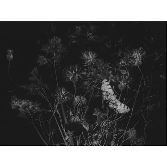 Chimera - Objectograph
