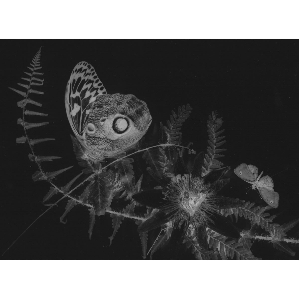 Chimera - Objectograph