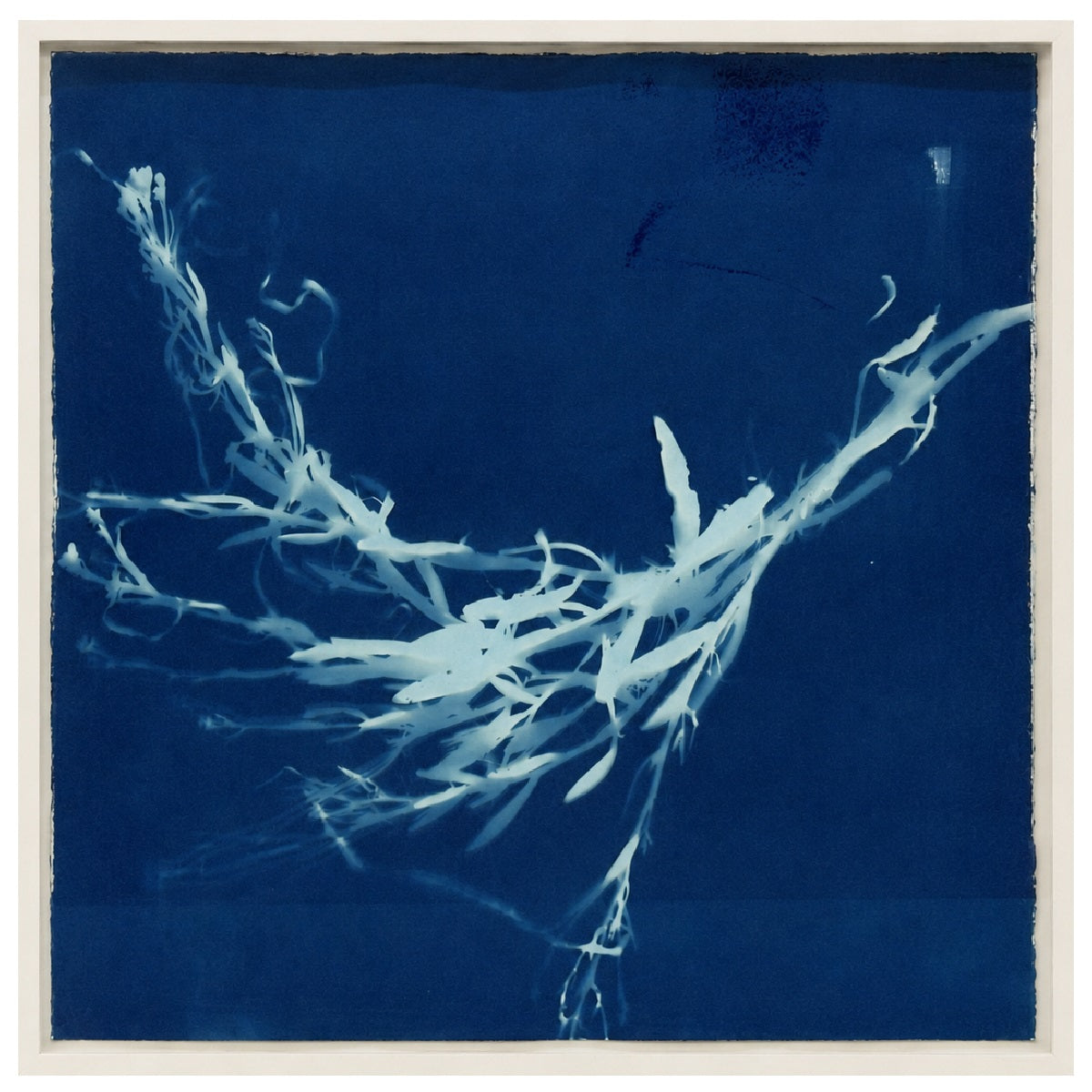Venice Lagoon - cyanotype