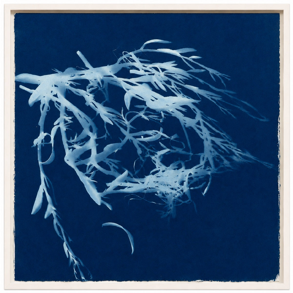 Venice Lagoon - cyanotype