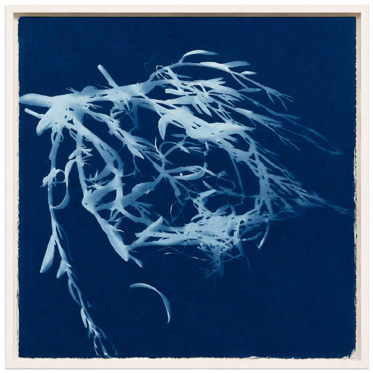 Venice Lagoon - cyanotype