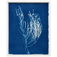 Lagoon specimen - cyanotype