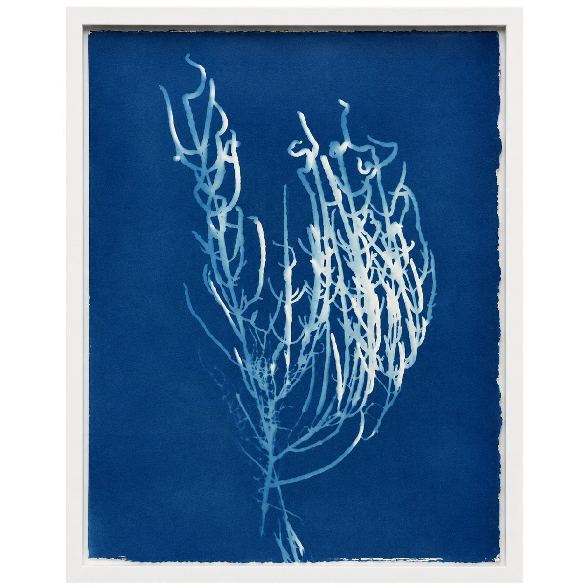 Lagoon specimen - cyanotype