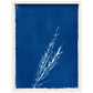 Lagoon specimen - cyanotype