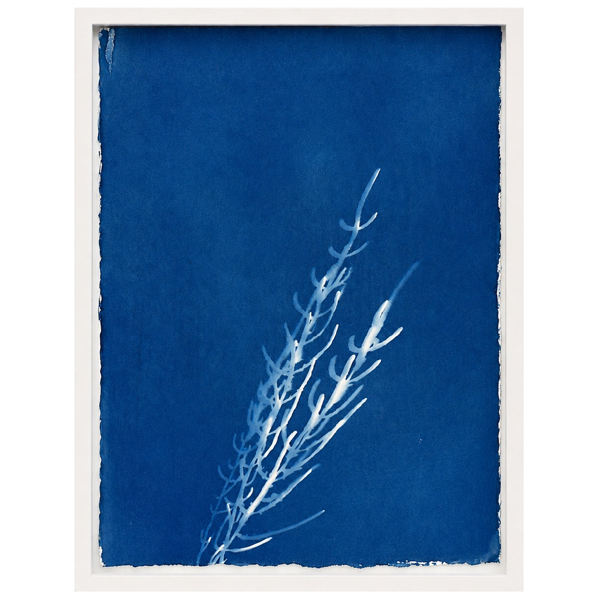Lagoon specimen - cyanotype