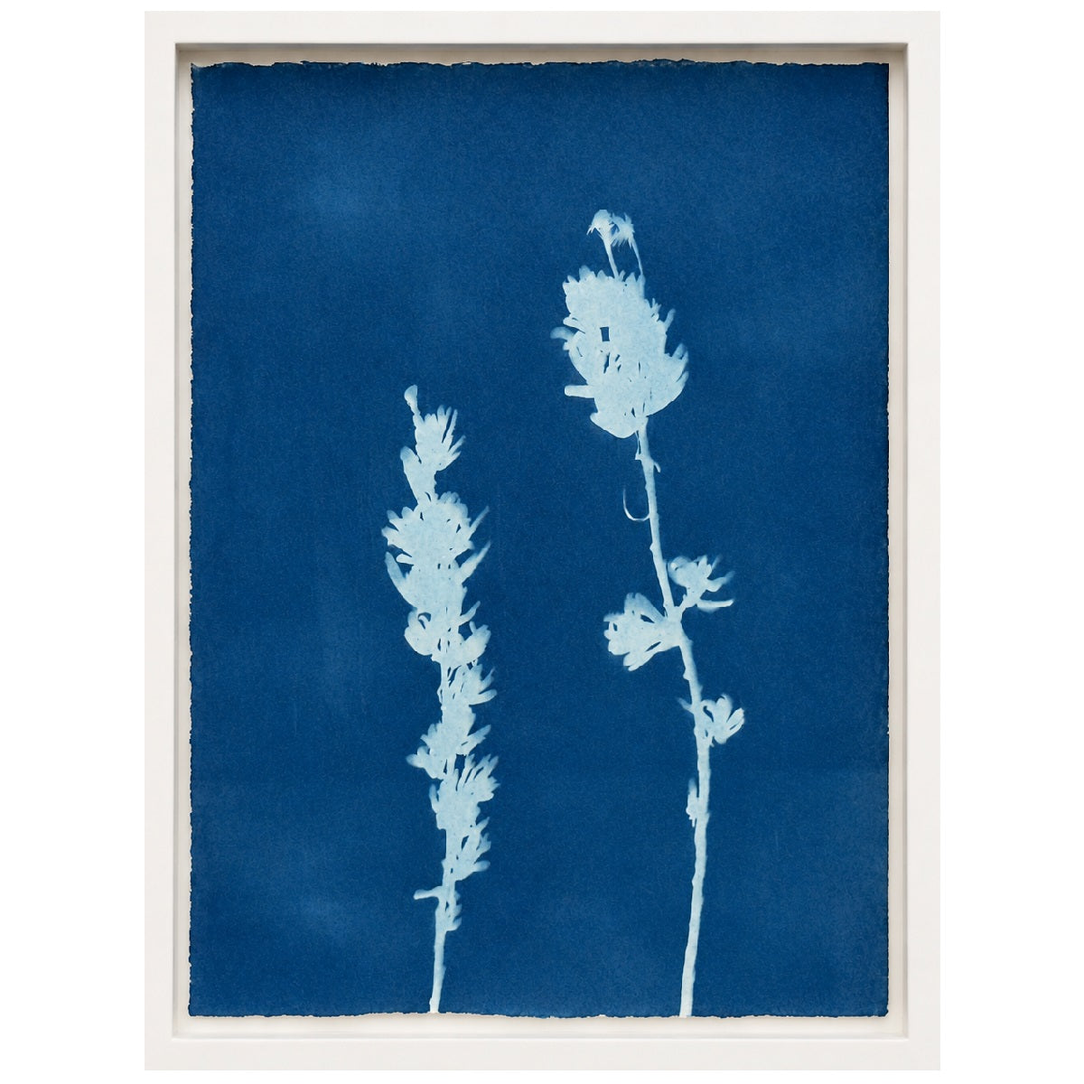 Lagoon specimen - cyanotype