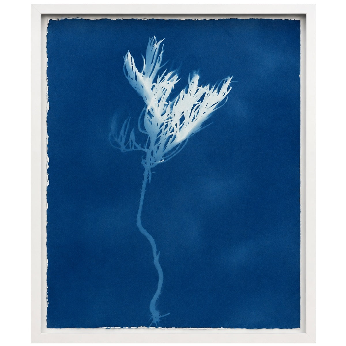 Lagoon specimen - cyanotype