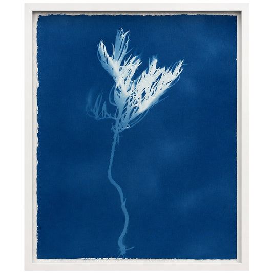 Lagoon specimen - cyanotype