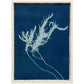 Lagoon specimen - cyanotype