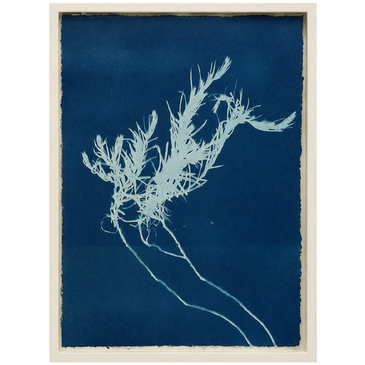 Lagoon specimen - cyanotype