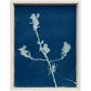 Lagoon specimen - cyanotype