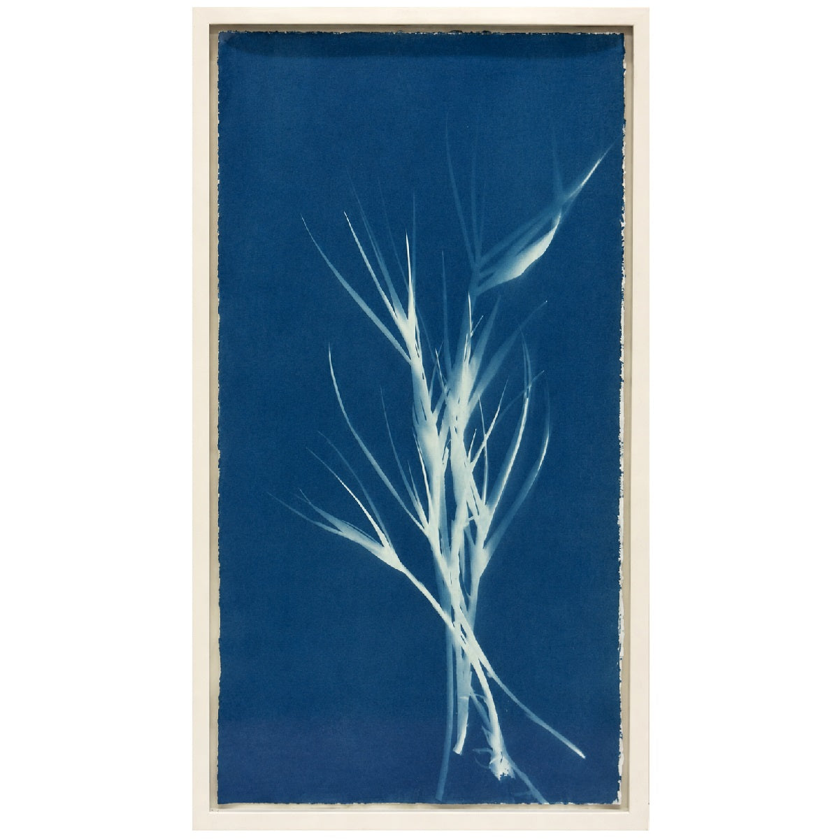 Lagoon Specimen - cyanotype