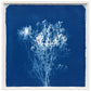 Sea Lavender - cyanotype