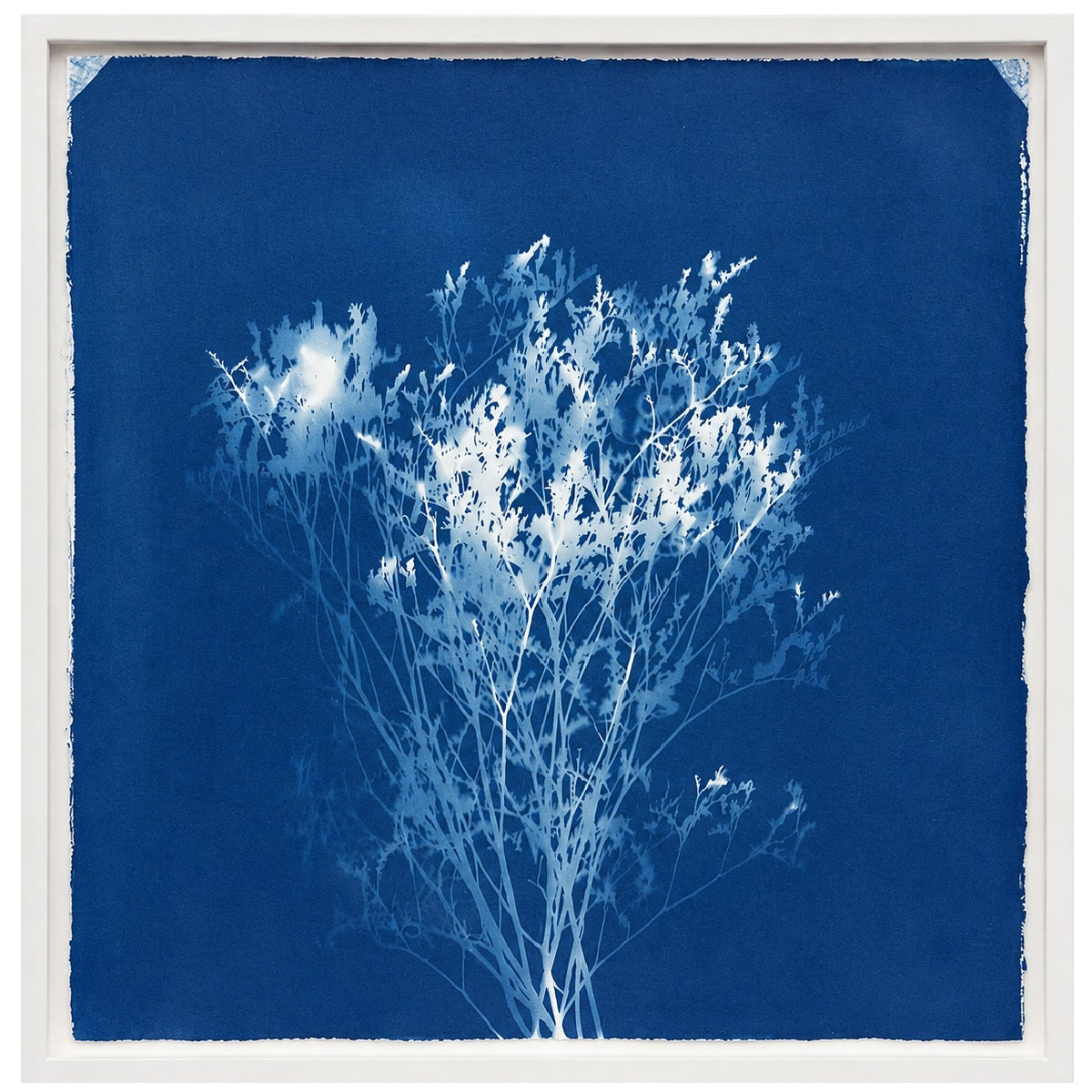 Sea Lavender - cyanotype
