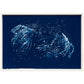 Rosemary - cyanotype