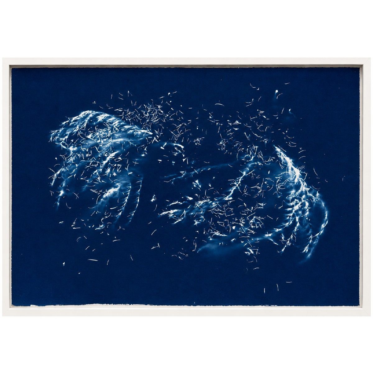 Rosemary - cyanotype