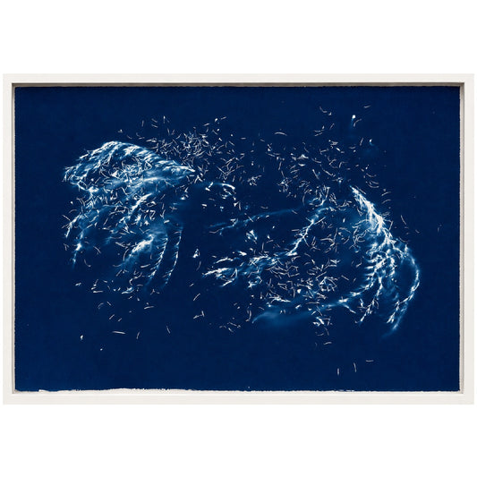 Rosemary - cyanotype