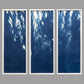 Weeping Willow - cyanotype (Triptych)