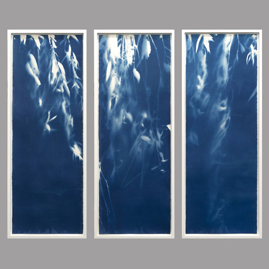 Weeping Willow - cyanotype (Triptych)