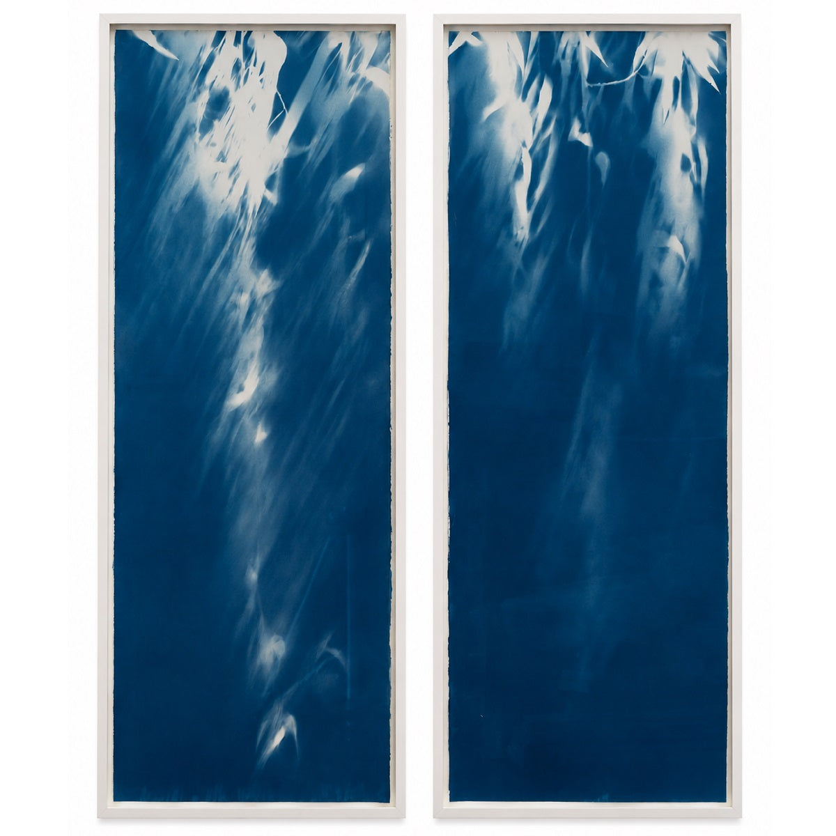 Weeping Willow - cyanotype (Diptych)