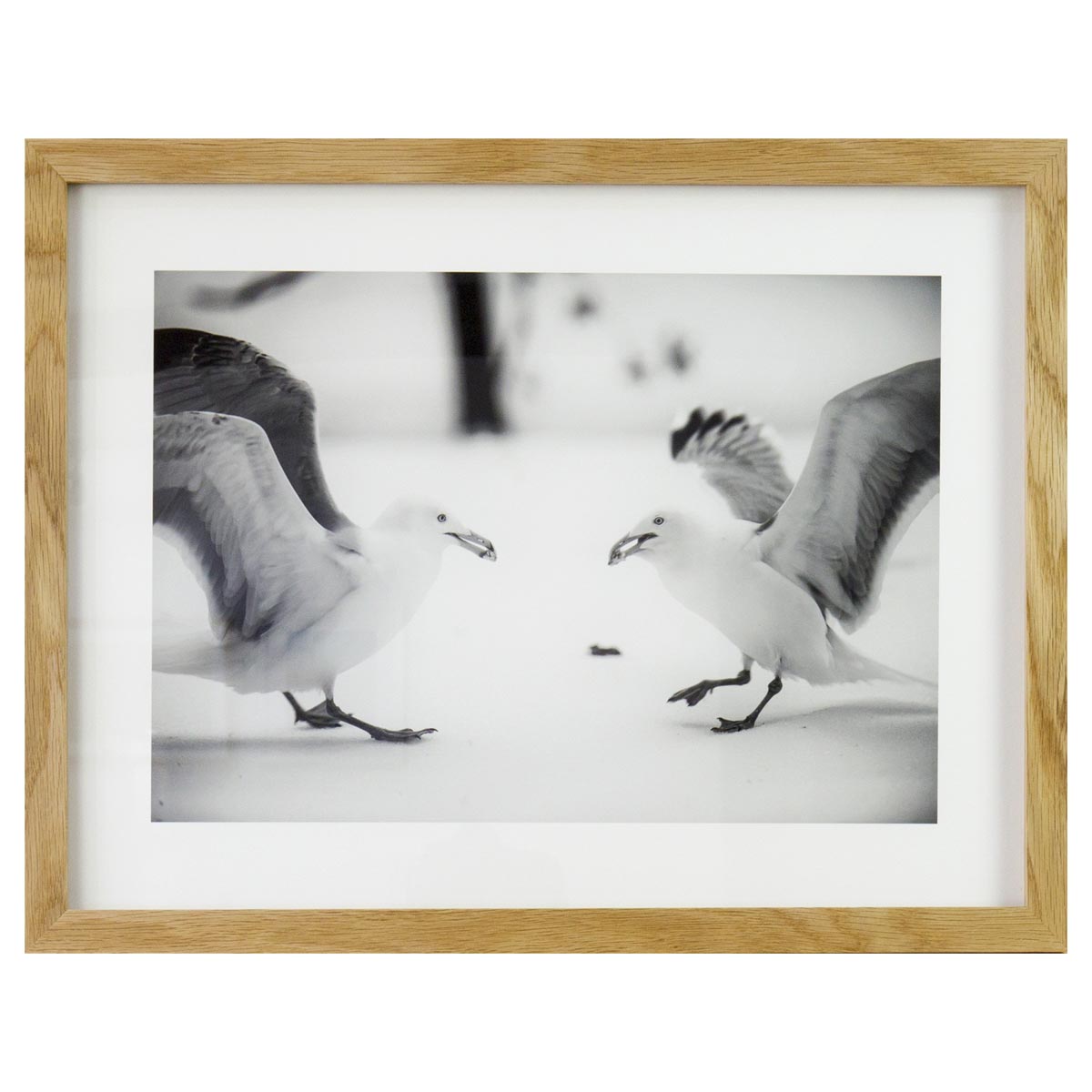 Adult Herring Gulls in Snow