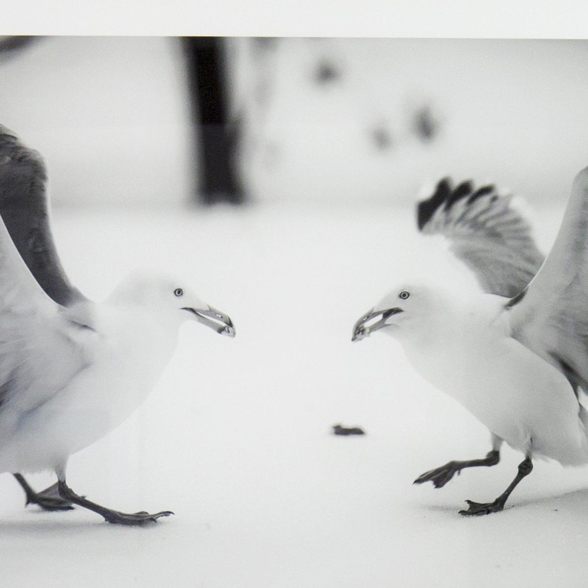 Adult Herring Gulls in Snow