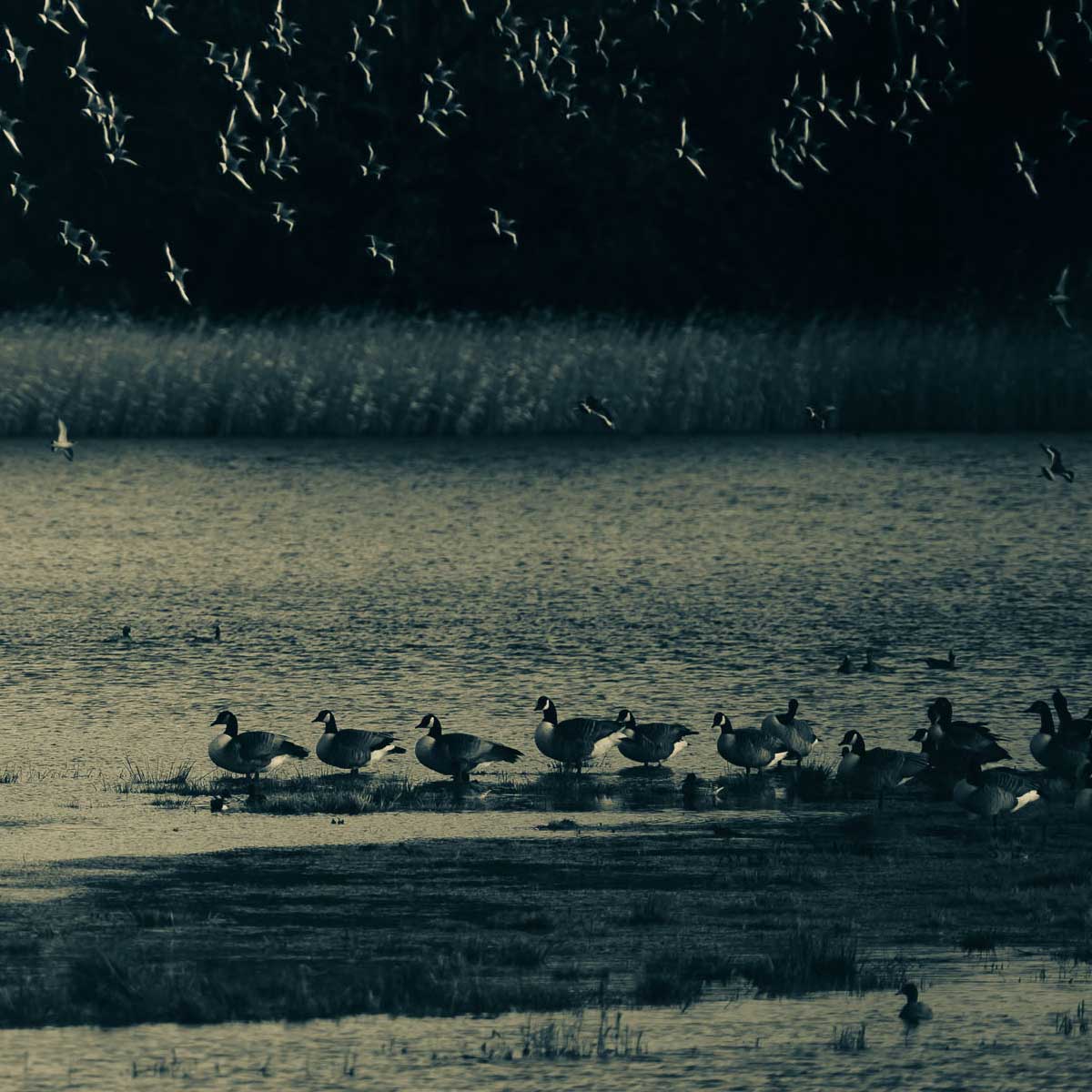 Blacktailed Godwits in Flight