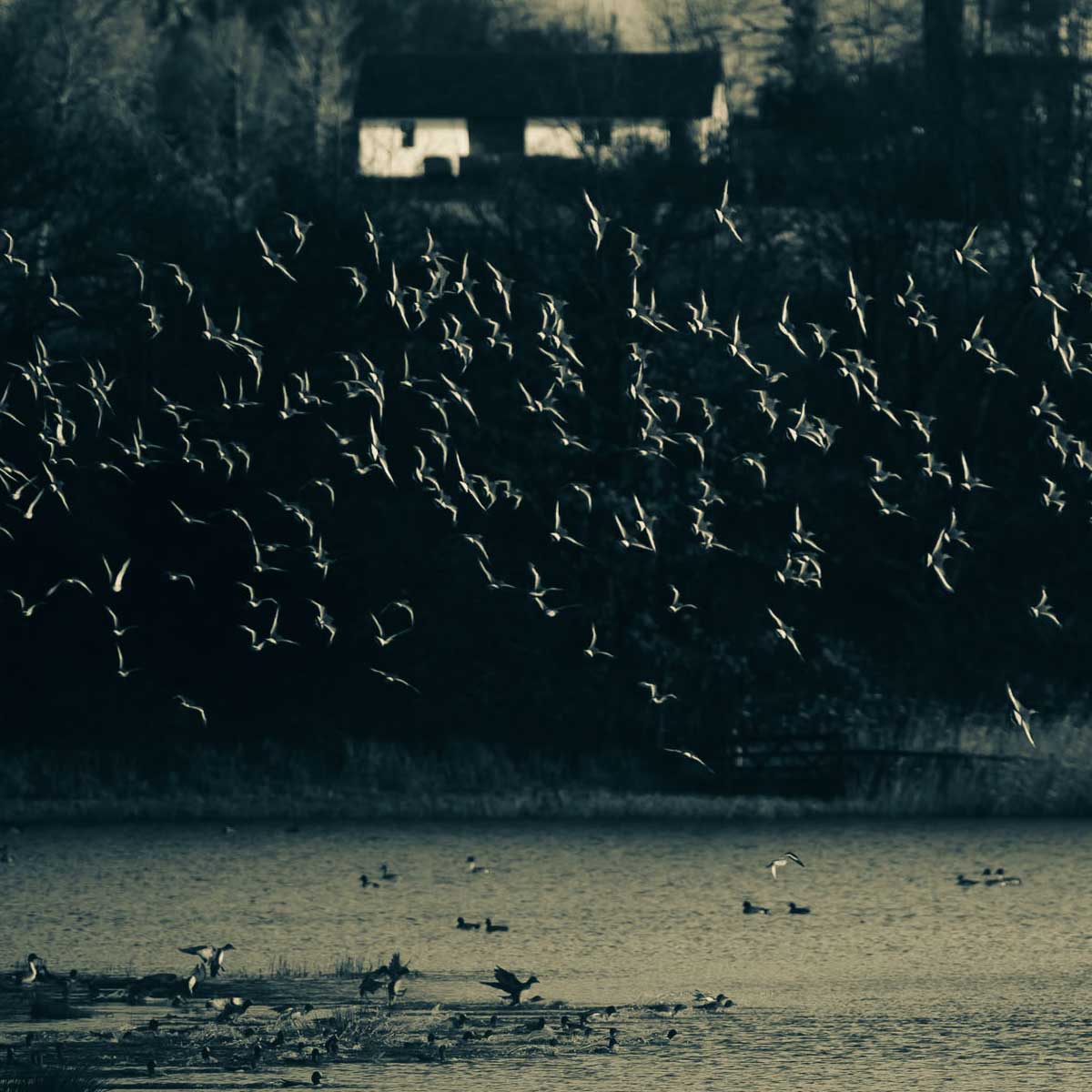 Blacktailed Godwits in Flight